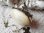 画像1: 【イケチョウ貝マザーオブパール楕円型ロザリオケース】フランス・アンティーク＆ヴィンテージロザリオ (1)