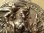 画像8: 【聖ジョルジョ（ゲオルギウス）コイン】【元ブローチ】イタリア・アンティーク＆ヴィンテージ聖品