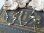 画像3: 【白蝶貝マザーオブパール珠とセンターメダイ】【1900年初頭】フランス・アンティーク＆ヴィンテージロザリオ