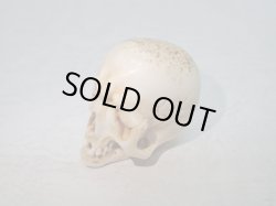 画像12: 【生生流転】髑髏作家服部・髑髏根付・提げ物・彫刻・その他髑髏作品