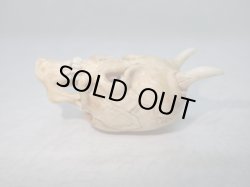 画像5: 【象牙】【鬼面仏心】髑髏作家服部・髑髏根付・提げ物・彫刻・その他髑髏作品