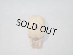 画像3: 【象牙】【鬼面仏心】髑髏作家服部・髑髏根付・提げ物・彫刻・その他髑髏作品