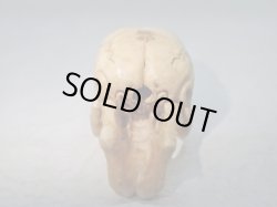 画像7: 【象牙】【鬼面仏心】髑髏作家服部・髑髏根付・提げ物・彫刻・その他髑髏作品