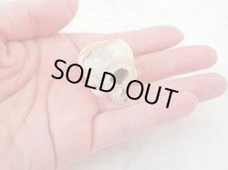 画像9: 【銘無し旧作品の為特価】【一つ目髑髏指輪A】【サイクロプス】【奇形髑髏】髑髏作家服部・髑髏根付・提げ物・彫刻・その他髑髏作品