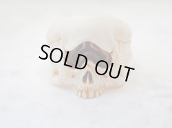 画像4: 【銘無し旧作品の為特価】【一つ目髑髏指輪B】【サイクロプス】【奇形髑髏】髑髏作家服部・髑髏根付・提げ物・彫刻・その他髑髏作品