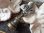 画像1: 【フルールドリスのシーリングスタンプ】【透かしとミル打ち風装飾土台】フランス・アンティーク＆ヴィンテージ品 (1)