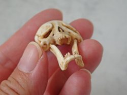 画像10: 【在銘】【髑髏箸置きB】髑髏作家服部・髑髏根付・提げ物・彫刻・その他髑髏作品