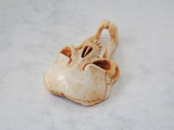 画像8: 【在銘】【髑髏箸置きB】髑髏作家服部・髑髏根付・提げ物・彫刻・その他髑髏作品