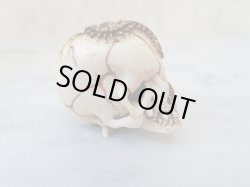 画像7: 髑髏根付【百折不撓】鹿角製 髑髏作家服部・髑髏根付・提げ物・彫刻・その他髑髏作品