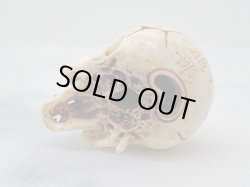 画像10: 髑髏根付【百折不撓】鹿角製 髑髏作家服部・髑髏根付・提げ物・彫刻・その他髑髏作品