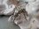 画像2: 【イタリア製ヴィンテージシルバー800ミニチュア】【虫シリーズ/アリ】イタリア・アンティーク＆ヴィンテージ品