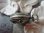 画像14: 【19世紀末から20世紀初頭】【アールヌーヴォー】【猛禽類と芍薬のポルトルイドール】フランス・アンティーク＆ヴィンテージ品