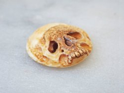 画像3: 【店主コレクション放出品4】【髑髏カメオ/ボタン】牙製 髑髏作家服部・髑髏根付・提げ物・彫刻・その他髑髏作品