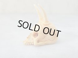 画像2: 【店主コレクション放出品1】髑髏彫刻【般若髑髏】牙製 髑髏作家服部・髑髏根付・提げ物・彫刻・その他髑髏作品