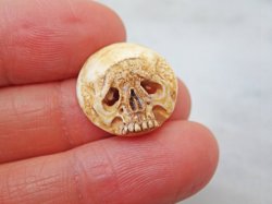 画像11: 【店主コレクション放出品4】【髑髏カメオ/ボタン】牙製 髑髏作家服部・髑髏根付・提げ物・彫刻・その他髑髏作品