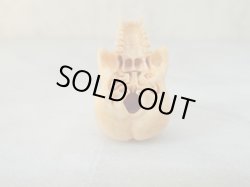 画像7: 【店主コレクション放出品1】髑髏彫刻【般若髑髏】牙製 髑髏作家服部・髑髏根付・提げ物・彫刻・その他髑髏作品