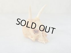 画像5: 【店主コレクション放出品1】髑髏彫刻【般若髑髏】牙製 髑髏作家服部・髑髏根付・提げ物・彫刻・その他髑髏作品