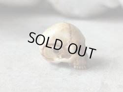 画像7: 【店主コレクション放出品9】髑髏根付・ペンダントトップ【下顎無し髑髏貫通横穴タイプ数珠/ブレスレット用】牙製 髑髏作家服部・髑髏根付・提げ物・彫刻・その他髑髏作品