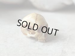 画像8: 【店主コレクション放出品9】髑髏根付・ペンダントトップ【下顎無し髑髏貫通横穴タイプ数珠/ブレスレット用】牙製 髑髏作家服部・髑髏根付・提げ物・彫刻・その他髑髏作品