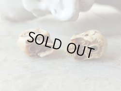 他髑髏と比較（右側です）