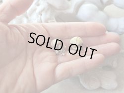 他髑髏と比較（右側です）