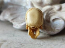 画像13: 【店主コレクション放出品6】数珠・ブレスレット用φ3mm横貫通穴あき髑髏【好々爺髑髏】牙製 髑髏作家服部・髑髏根付・提げ物・彫刻・その他髑髏作品