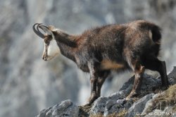 画像28: 【アンティークヴィエナブロンズ】【シャモア】オーストリア・アンティーク＆ヴィンテージ品