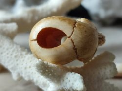 画像18: 【店主コレクション放出品10】ネックレス/根付用着脱可能頚椎付（3×1.6mm楕円穴）髑髏【好々爺頚椎付髑髏根付】牙製 髑髏作家服部・髑髏根付・提げ物・彫刻・その他髑髏作品