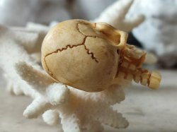 画像9: 【店主コレクション放出品10】ネックレス/根付用着脱可能頚椎付（3×1.6mm楕円穴）髑髏【好々爺頚椎付髑髏根付】牙製 髑髏作家服部・髑髏根付・提げ物・彫刻・その他髑髏作品