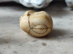 画像21: 【店主コレクション放出品10】ネックレス/根付用着脱可能頚椎付（3×1.6mm楕円穴）髑髏【好々爺頚椎付髑髏根付】牙製 髑髏作家服部・髑髏根付・提げ物・彫刻・その他髑髏作品