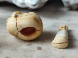 画像19: 【店主コレクション放出品10】ネックレス/根付用着脱可能頚椎付（3×1.6mm楕円穴）髑髏【好々爺頚椎付髑髏根付】牙製 髑髏作家服部・髑髏根付・提げ物・彫刻・その他髑髏作品