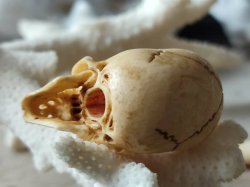 画像17: 【店主コレクション放出品10】ネックレス/根付用着脱可能頚椎付（3×1.6mm楕円穴）髑髏【好々爺頚椎付髑髏根付】牙製 髑髏作家服部・髑髏根付・提げ物・彫刻・その他髑髏作品