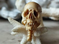 画像6: 【店主コレクション放出品10】ネックレス/根付用着脱可能頚椎付（3×1.6mm楕円穴）髑髏【好々爺頚椎付髑髏根付】牙製 髑髏作家服部・髑髏根付・提げ物・彫刻・その他髑髏作品