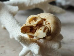 画像14: 【店主コレクション放出品10】ネックレス/根付用着脱可能頚椎付（3×1.6mm楕円穴）髑髏【好々爺頚椎付髑髏根付】牙製 髑髏作家服部・髑髏根付・提げ物・彫刻・その他髑髏作品