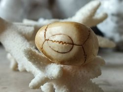 画像10: 【店主コレクション放出品10】ネックレス/根付用着脱可能頚椎付（3×1.6mm楕円穴）髑髏【好々爺頚椎付髑髏根付】牙製 髑髏作家服部・髑髏根付・提げ物・彫刻・その他髑髏作品