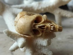 画像13: 【店主コレクション放出品10】ネックレス/根付用着脱可能頚椎付（3×1.6mm楕円穴）髑髏【好々爺頚椎付髑髏根付】牙製 髑髏作家服部・髑髏根付・提げ物・彫刻・その他髑髏作品