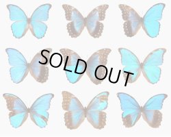 画像12: 【1900年代初期】【モルフォ蝶シルバージュエリー】【ヴィクトリアの滝】イギリス・アンティーク＆ヴィンテージ品