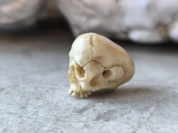画像6: 【店主コレクション放出品11】【下顎無髑髏】【数珠用3m横穴】牙製 髑髏作家服部・髑髏根付・提げ物・彫刻・その他髑髏作品