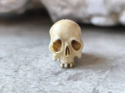 画像9: 【店主コレクション放出品11】【下顎無髑髏】【数珠用3m横穴】牙製 髑髏作家服部・髑髏根付・提げ物・彫刻・その他髑髏作品