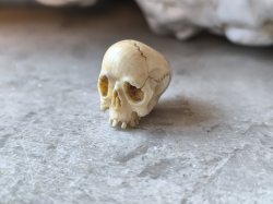 画像3: 【店主コレクション放出品11】【下顎無髑髏】【数珠用3m横穴】牙製 髑髏作家服部・髑髏根付・提げ物・彫刻・その他髑髏作品