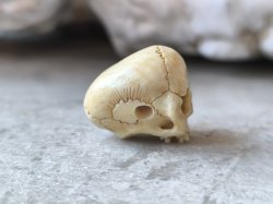 画像7: 【店主コレクション放出品11】【下顎無髑髏】【数珠用3m横穴】牙製 髑髏作家服部・髑髏根付・提げ物・彫刻・その他髑髏作品