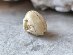 画像12: 【店主コレクション放出品11】【下顎無髑髏】【数珠用3m横穴】牙製 髑髏作家服部・髑髏根付・提げ物・彫刻・その他髑髏作品