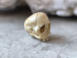 画像8: 【店主コレクション放出品11】【下顎無髑髏】【数珠用3m横穴】牙製 髑髏作家服部・髑髏根付・提げ物・彫刻・その他髑髏作品