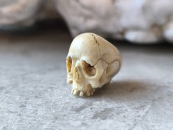 画像1: 【店主コレクション放出品11】【下顎無髑髏】【数珠用3m横穴】牙製 髑髏作家服部・髑髏根付・提げ物・彫刻・その他髑髏作品