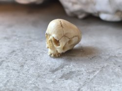 画像2: 【店主コレクション放出品11】【下顎無髑髏】【数珠用3m横穴】牙製 髑髏作家服部・髑髏根付・提げ物・彫刻・その他髑髏作品