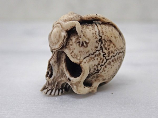 画像7: 【在銘】蛙野ざらし髑髏根付【泡沫夢幻】鹿角製 髑髏作家服部・髑髏根付・提げ物・彫刻・その他髑髏作品 (7)