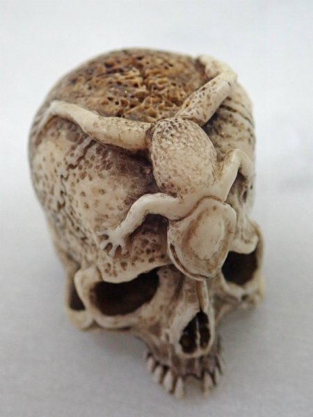 画像10: 【在銘】蛙野ざらし髑髏根付【泡沫夢幻】鹿角製 髑髏作家服部・髑髏根付・提げ物・彫刻・その他髑髏作品 (10)