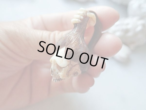 画像16: 【店主コレクション放出品5】髑髏彫刻【女髑髏と幽霊の手】牙製 髑髏作家服部・髑髏根付・提げ物・彫刻・その他髑髏作品 (16)