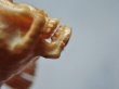 画像13: Reserved Page for S- Human face fish skeleton Ivory (13)