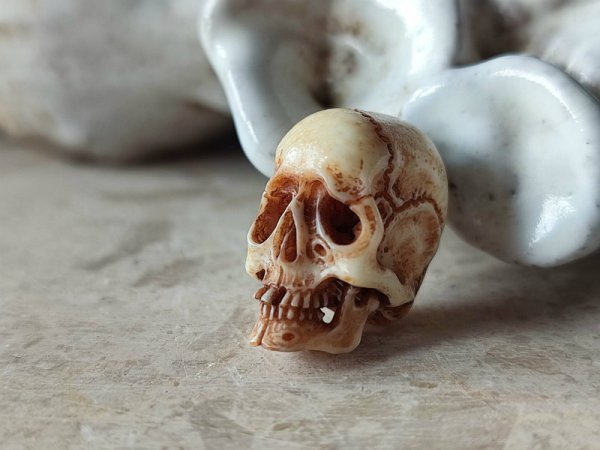 画像2: 【店主コレクション放出品8】髑髏根付・ペンダントトップ【下顎付髑髏根付】牙製 髑髏作家服部・髑髏根付・提げ物・彫刻・その他髑髏作品 (2)
